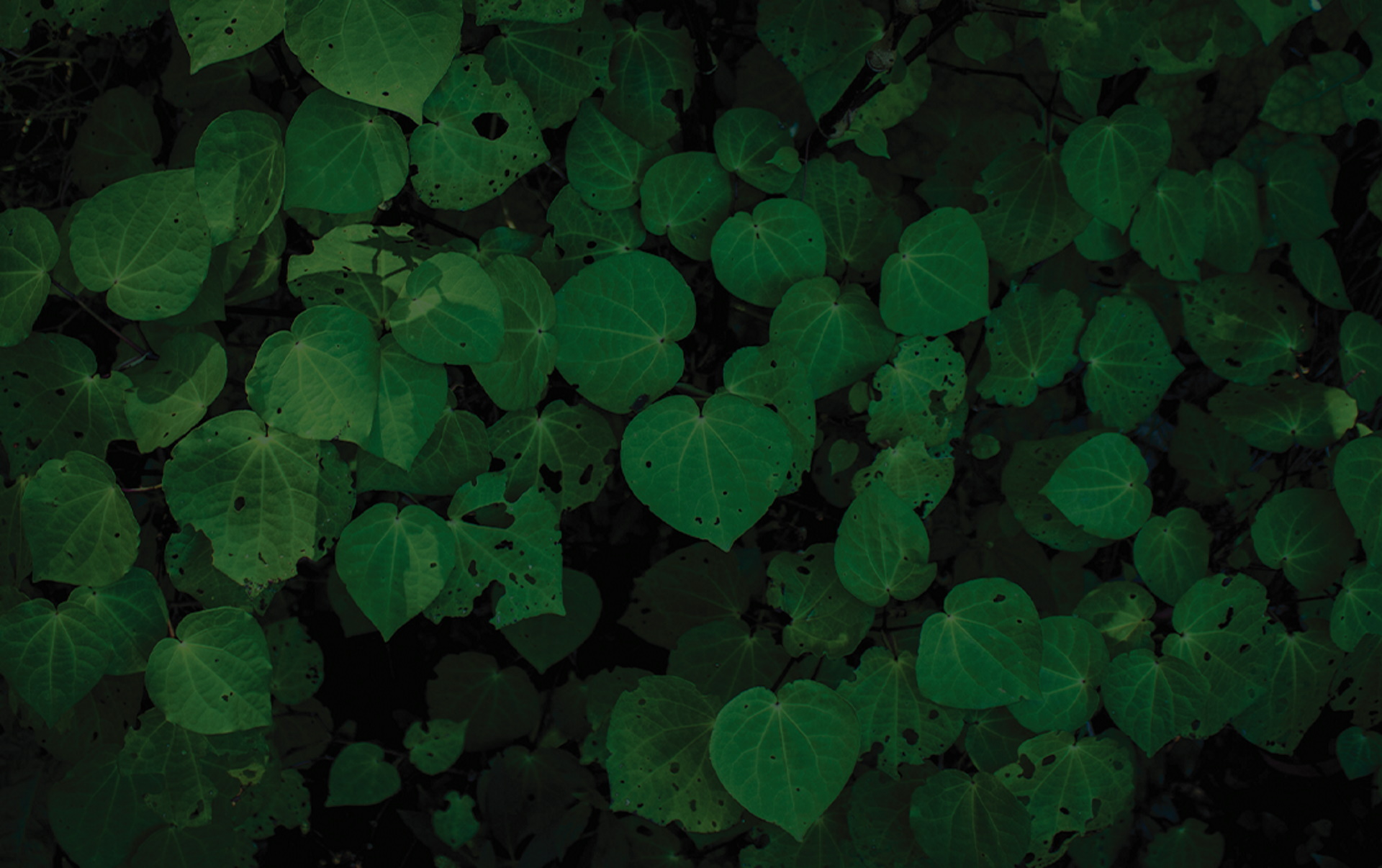 Kawakawa Leaves